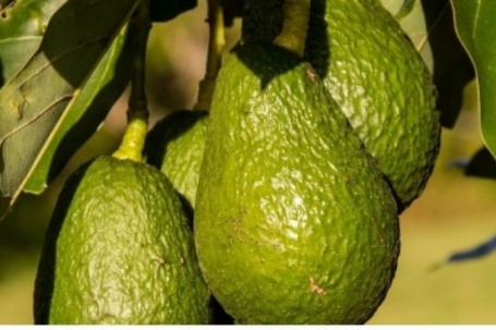 Loại quả Việt thuộc "nhóm tốt nhất thế giới", ăn vào bổ từ trong ra ngoài