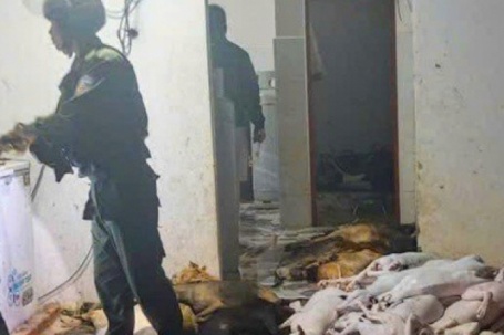 Sốc với quy mô đường dây trộm cắp, giết mổ chó ở Tây Ninh