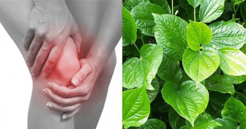 Lá lốt có chứa hoạt chất kháng viêm, giảm đau an toàn