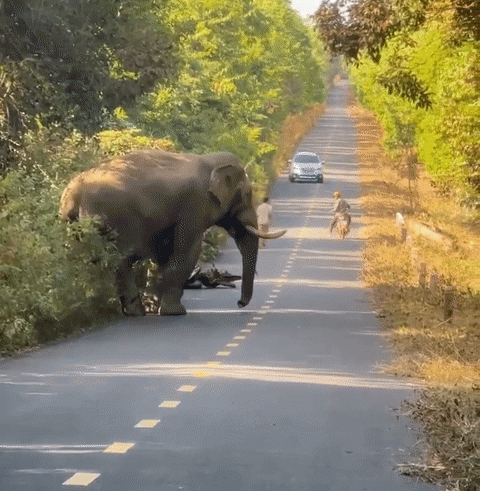 Con voi rừng xuất hiện trên đường giao thông. Ảnh: Cắt từ clip.