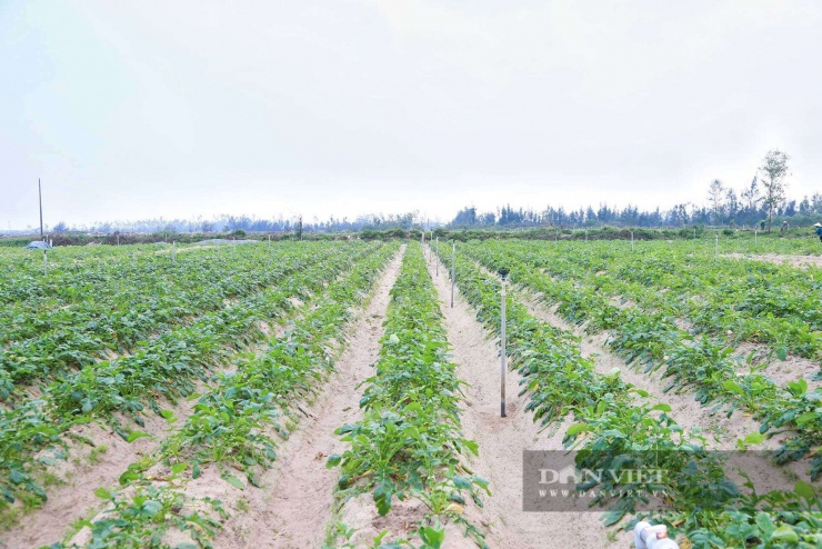 Toàn tỉnh Hà Tĩnh hiện gieo trồng hơn 20 ha củ cải, tập trung chủ yếu tại các vùng đất cát ven biển như xã Yên Hòa, xã Đồng Tiến. Qua đánh giá ban đầu, năng suất củ cải năm nay đạt từ 1–1,5 tấn/sào, cho thu nhập 8–12 triệu đồng/sào, góp phần nâng cao hiệu quả sản xuất vụ đông.