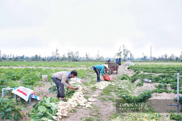 Tại xã Đồng Tiến (Hà Tĩnh) hiện có hơn 13 ha củ cải tập trung. Năm nay, cây củ cải cho năng suất cao, chất lượng tốt, giá bán ổn định, giúp người dân phấn khởi, tích cực bám đồng sản xuất. Để hạn chế tình trạng “được mùa, rớt giá”, bà con chủ động gieo trồng gối vụ, thu hoạch xen kẽ.