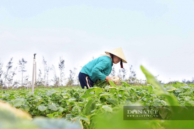 Sau hơn một tháng gieo trồng và chăm sóc, diện tích củ cải của gia đình bà Nguyễn Thị Tần (thôn Bắc Văn, xã Đồng Tiến) sinh trưởng tốt, cho năng suất cao. Theo bà Tần, do thời tiết không thuận lợi nên vụ này phải xuống giống nhiều lần. Dù vậy, nhờ áp dụng đúng quy trình kỹ thuật và sử dụng nguồn giống đảm bảo chất lượng, cây củ cải phát triển đồng đều hơn so với năm trước, đầu ra thuận lợi. Hiện củ cải được thương lái thu mua với giá từ 12.000 – 15.000 đồng/kg, mang lại nguồn thu ổn định cho gia đình.