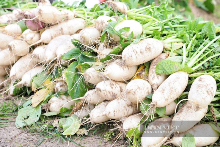 Theo người dân địa phương, vùng đất cát ven biển trước đây bị bỏ hoang đã được chính quyền và người dân cải tạo để trồng củ cải theo quy trình cuốn chiếu quanh năm. Mô hình không chỉ tạo ra sản phẩm sạch, đảm bảo an toàn thực phẩm mà còn mang lại hiệu quả kinh tế cao hơn nhiều lần so với trồng lúa. Bên cạnh đó, các hộ dân và hợp tác xã đầu tư hệ thống tưới tự động, giúp giữ ẩm cho đất cát, tạo điều kiện để cây trồng sinh trưởng đồng đều, đạt năng suất cao.