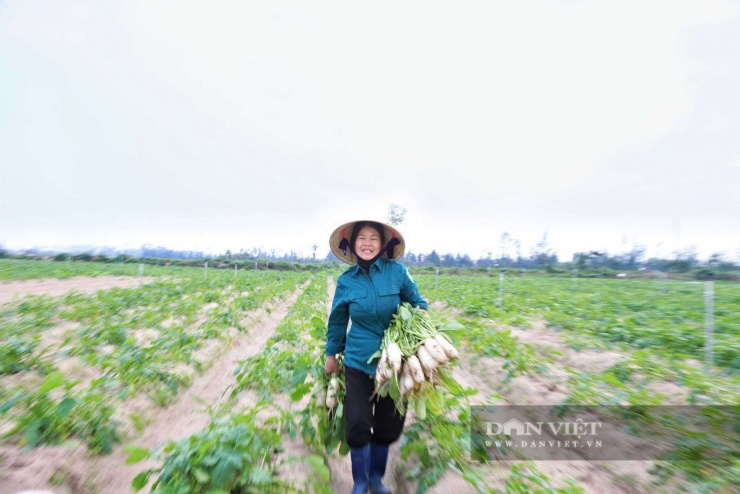 Gia đình bà Nguyễn Thị Hằng (thôn Bắc Văn) trồng khoảng 2 sào củ cải, được thu hoạch và bán lẻ hằng ngày tại các chợ lân cận. Nhờ thời tiết thuận lợi và chăm sóc đúng kỹ thuật, củ cải năm nay củ to, chất lượng tốt, năng suất đạt bình quân 1–1,5 tấn/sào, được người tiêu dùng ưa chuộng.