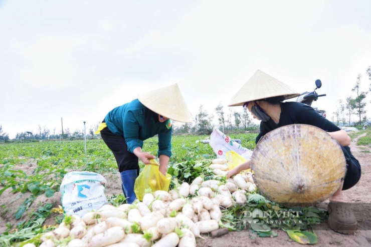 Người dân địa phương chủ yếu trồng giống củ cải đường Nhật Bản, có ưu điểm dễ canh tác, ít tốn công chăm sóc và phân bón, hầu như không sâu bệnh, đặc biệt phù hợp với điều kiện đất cát của xã Đồng Tiến trong nhiều năm qua.