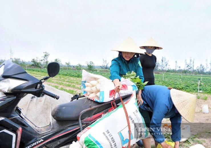 Người dân xã Đồng Tiến (Hà Tĩnh) đã thành công trong việc cải tạo vùng đất cát hoang hóa ven biển, biến nơi đây thành khu vực sản xuất củ cải hiệu quả.