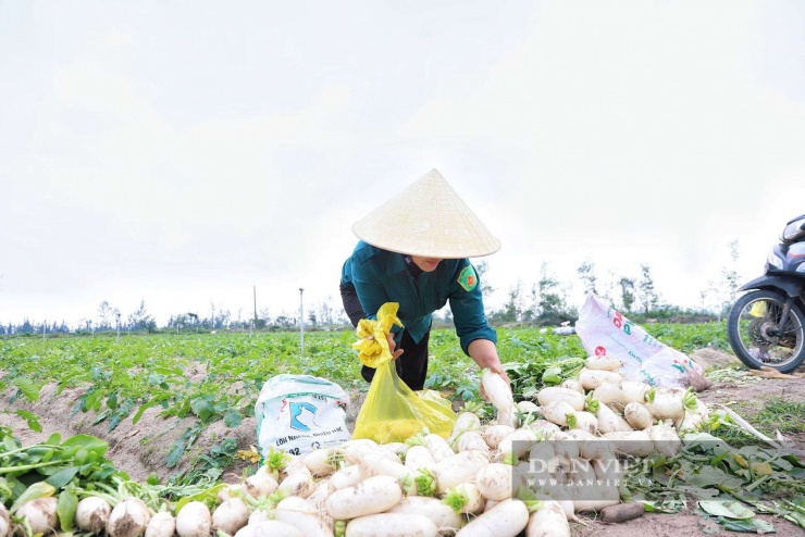 Hiện có khoảng 60 hộ dân ở thôn Bắc Văn và Trung Văn tham gia sản xuất theo mô hình liên kết của hợp tác xã, tổ hợp tác. Mô hình trồng rau, củ, quả trên đất cát hoang hóa tại xã Đồng Tiến (Hà Tĩnh) không chỉ mang lại hiệu quả kinh tế cao mà còn giúp người dân có thu nhập ổn định, bình quân mỗi hộ đạt khoảng 100 triệu đồng mỗi năm.
