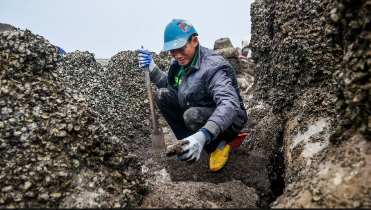 Tháng 11, 12 âm lịch hằng năm, khi miền Bắc chìm trong những đợt rét sâu nhất, vùng biển Ninh Bình cũng bước vào mùa khắc nghiệt. Gió lạnh quất thẳng vào mặt, nước biển lạnh ngắt đến tê cứng tay chân. Thế nhưng, cũng chính vào thời điểm này, những con vẹm nhỏ bám dày trên các khối bê tông chắn sóng lại trở thành “lộc biển” giúp nhiều gia đình xoay xở qua mùa đông. Ảnh: Vũ Quỳnh.
