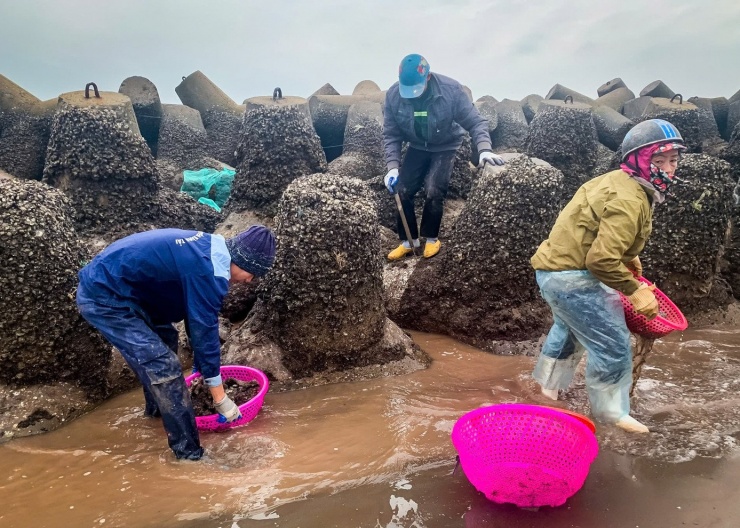 Khoảng 14 giờ, thủy triều bắt đầu rút để lộ những khối cấu kiện bê tông chắn sóng xếp dài giữa bãi triều mênh mông. Trên bề mặt thô ráp ấy, vẹm nhỏ bám ken đặc. Từng tốp người mang theo nẫy sắt, rổ nhựa, bao lưới… lặng lẽ tiến ra biển, bắt đầu cuộc mưu sinh theo con nước. Ảnh: Vũ Quỳnh.