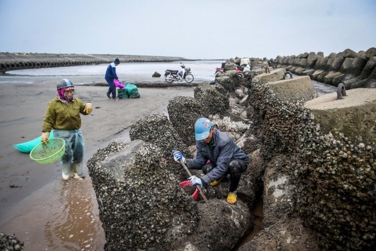 Sau một buổi chiều cật lực, người nhanh tay có thể thu được vài chục bao vẹm, mỗi bao nặng từ 40–60 kg. Với giá bán khoảng 60.000–70.000 đồng/bao, có người thu về cả triệu đồng, khoản thu nhập không nhỏ với cư dân ven biển. Nhưng đổi lại là sự nhọc nhằn và những cơn đau ê ẩm theo họ suốt đêm dài. Ảnh: Vũ Quỳnh.