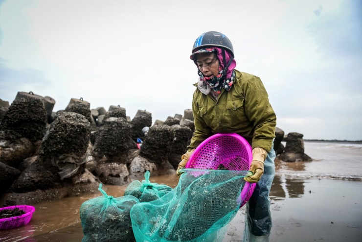 Theo người dân địa phương, vẹm được thu gom là loại vẹm nhỏ, vỏ mỏng, chủ yếu bán làm thức ăn tươi cho tôm hùm và các loại thủy sản khác. Nghề bắt vẹm ở Giao Ninh thường rộ lên vào những tháng rét nhất trong năm, khi vẹm nhiều, dễ bảo quản và thuận tiện vận chuyển đi xa. Mỗi buổi làm việc kéo dài từ đầu giờ chiều cho tới khi thủy triều dâng trở lại lúc tối muộn. Ảnh: Vũ Quỳnh.