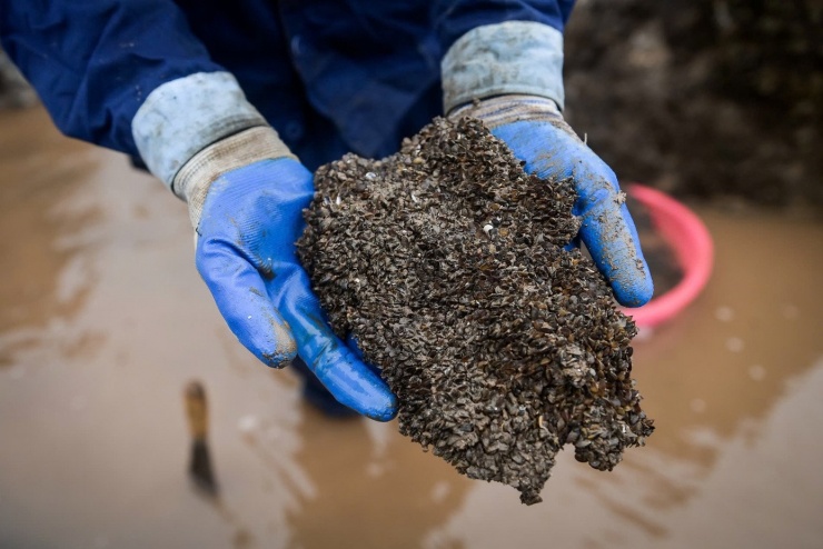 Mưu sinh trên bãi biển giữa cái lạnh tê cứng chân tay - 7