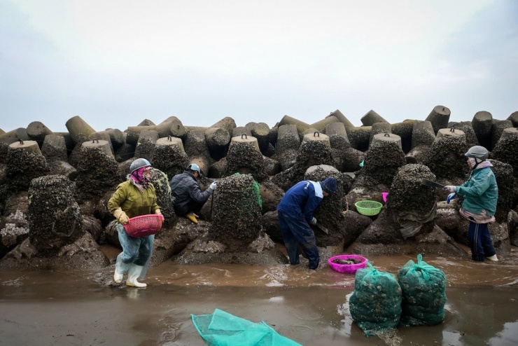 Chiếc áo mưa mỏng manh không đủ ngăn gió biển luồn qua da thịt. Nhiều người chấp nhận lội chân trần trên cát lạnh và các khối bê tông gập ghềnh để dễ di chuyển, dù luôn tiềm ẩn nguy cơ trượt ngã, xây xát. “Ngay từ nhỏ, cuộc sống của chúng tôi đã gắn với biển. Dù rét đến đâu cũng không thể bỏ nghề, vì đây là nguồn thu nhập giúp gia đình trang trải cuộc sống”, bà Nguyễn Thị Dung (trú xã Giao Ninh) vừa cạy vẹm vừa chia sẻ, đôi bàn tay đỏ ửng vì lạnh. Ảnh: Vũ Quỳnh.