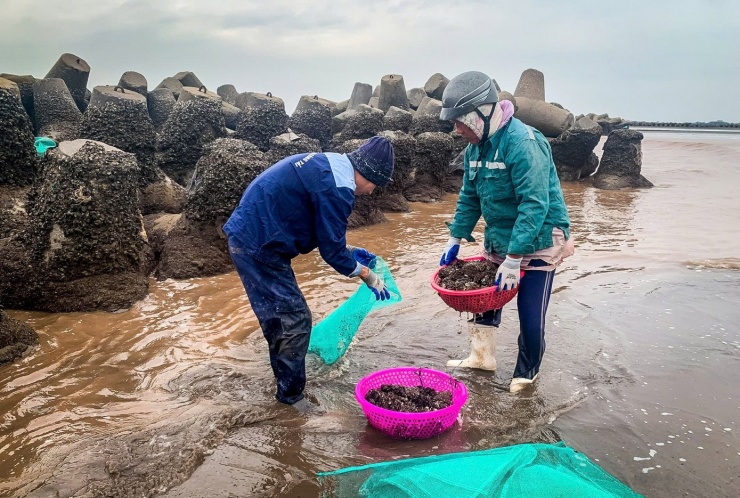 Cách đó không xa, bà Vũ Thị Gái cũng đang miệt mài làm việc. Bà cho biết, vẹm bám rất chặt vào khối bê tông, phải lội xuống nước, cúi người, đục mạnh nhiều lần mới lấy được. “Mỗi buổi về nhà là lưng đau rã rời, người mệt lả. Nhưng đây là kế sinh nhai nên vẫn phải cố gắng”, bà Gái nói. Ảnh: Vũ Quỳnh.