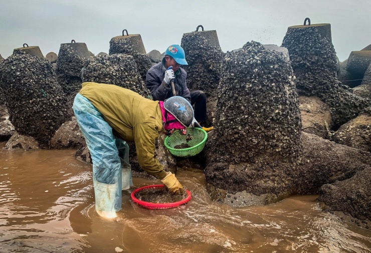 Vẹm sau khi được cạy sẽ được cho vào rổ, đãi bớt cát rồi đổ vào bao lưới. Cuối buổi, khi trời sập tối, thủy triều dâng cao trở lại, gió biển càng lúc càng buốt, những dáng người nhỏ bé lại chật vật kéo từng bao vẹm ướt sũng nước biển lên bờ, bán cho thương lái đang chờ sẵn. Dẫu mệt nhoài, gương mặt ai nấy vẫn ánh lên niềm vui khi thành quả lao động được đong đếm ngay tại bãi biển. Giữa cái rét cắt da của biển, những con người ấy vẫn bám biển, bám nghề, lặng lẽ mưu sinh, nhẫn nại và bền bỉ như chính nhịp sống bao đời của cư dân vùng ven sóng gió. Ảnh: Vũ Quỳnh.