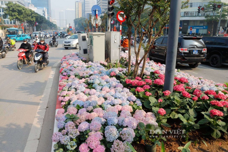 Ngỡ ngàng Đà Lạt thu nhỏ giữa lòng Thủ đô: Dải hoa cẩm tú cầu bất ngờ nở rực rỡ trên đường phố Hà Nội - 4