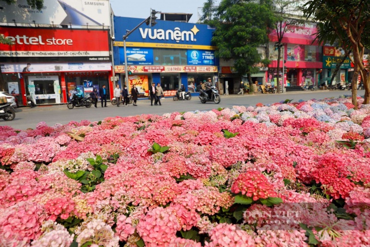 Ngỡ ngàng Đà Lạt thu nhỏ giữa lòng Thủ đô: Dải hoa cẩm tú cầu bất ngờ nở rực rỡ trên đường phố Hà Nội - 7