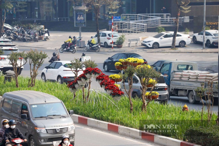 Ngỡ ngàng Đà Lạt thu nhỏ giữa lòng Thủ đô: Dải hoa cẩm tú cầu bất ngờ nở rực rỡ trên đường phố Hà Nội - 13