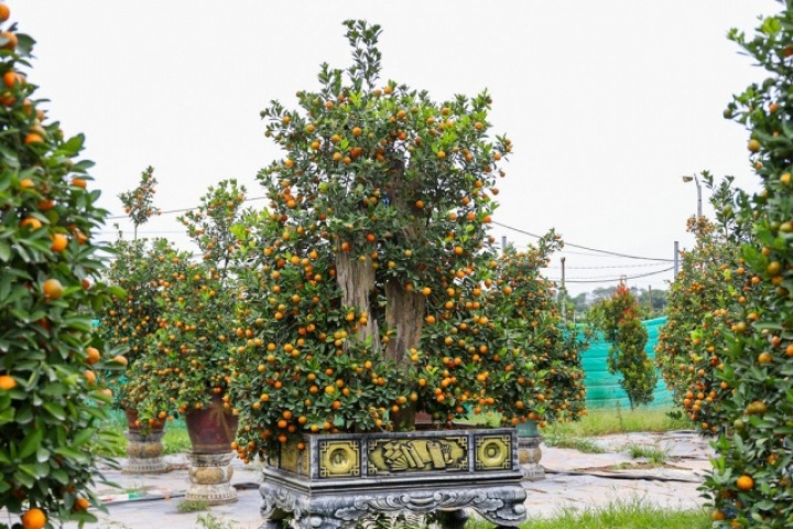 Mục sở thị quất 'nhà giàu' giá chục triệu đồng sẵn sàng xuống phố