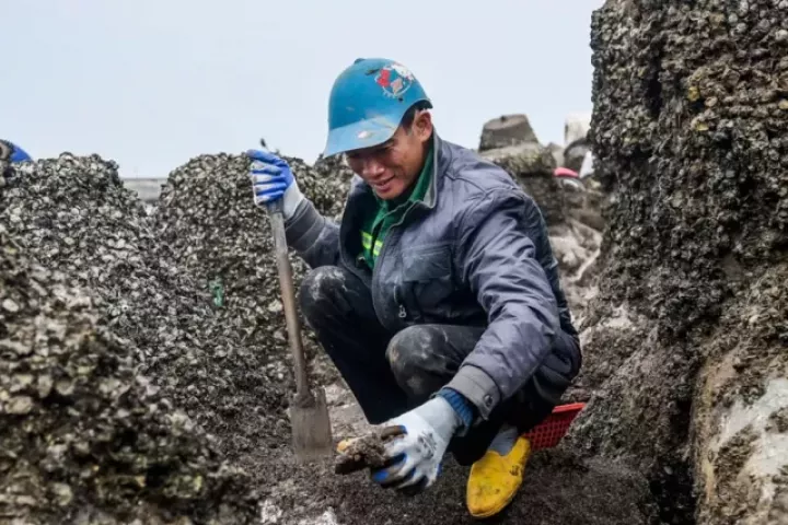 Mưu sinh trên bãi biển giữa cái lạnh tê cứng chân tay