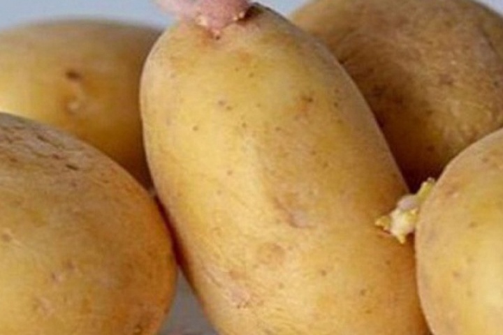 Những món ăn nguy hiểm có thể gây ngộ độc bạn cần biết