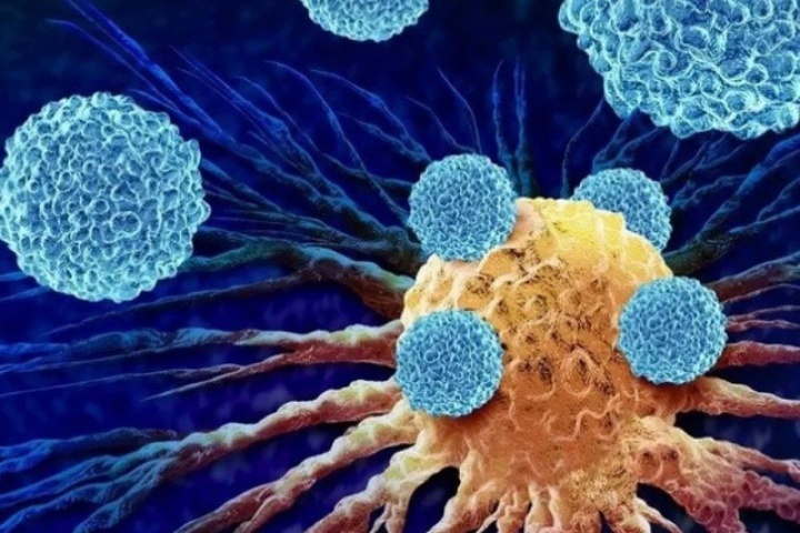 Loại rau được mệnh danh 'hoàng đế', người Việt nên ăn để hỗ trợ ngăn ngừa tế bào ung thư