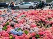 Ngỡ ngàng Đà Lạt thu nhỏ giữa lòng Thủ đô: Dải hoa cẩm tú cầu bất ngờ nở rực rỡ trên đường phố Hà Nội