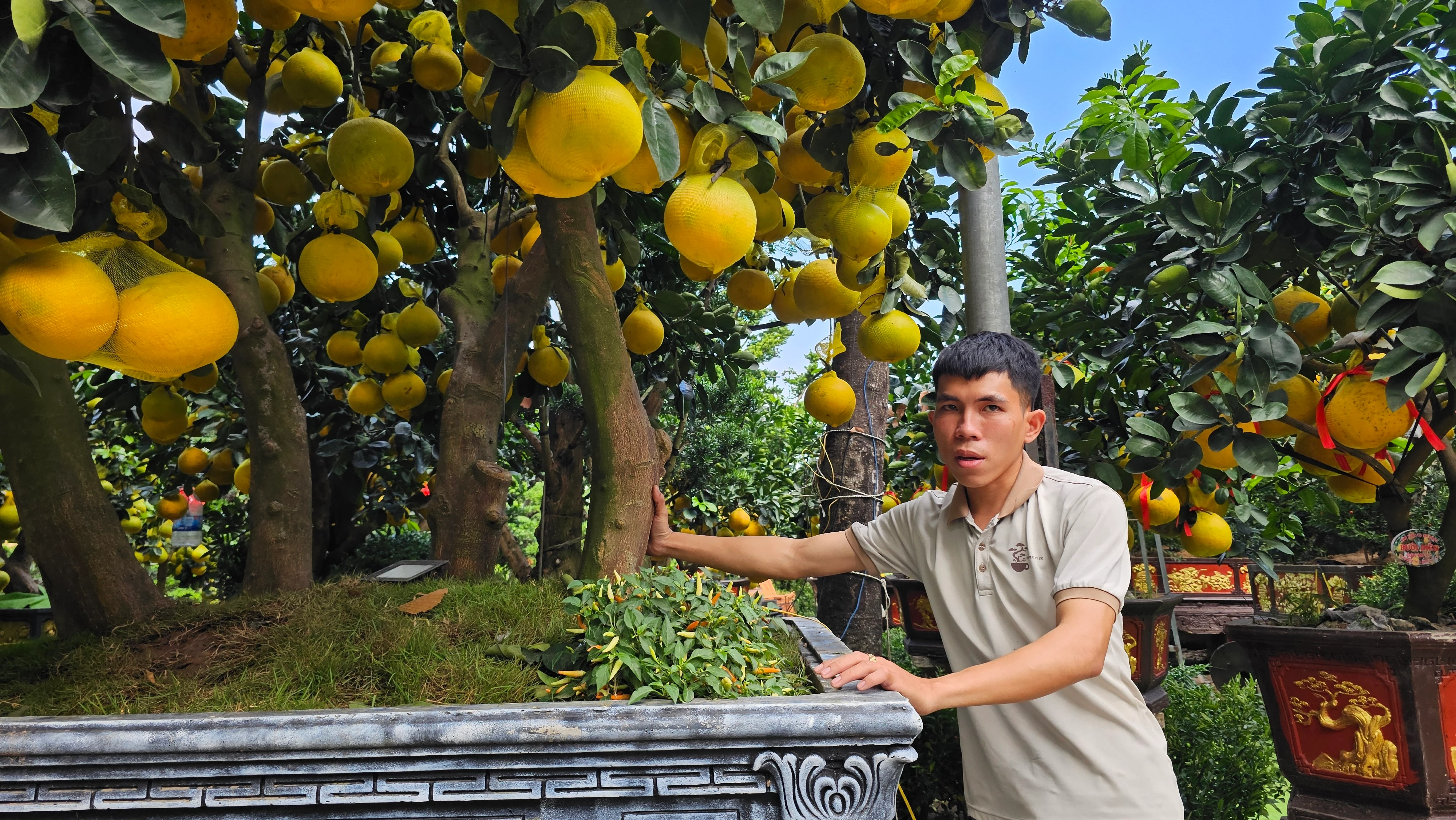 Để đưa được “siêu cây” này từ miền Bắc vào TP.HCM, nhà vườn phải dùng các cọc tre được dùng để đôn lưới giữa tán, đồng thời các ngọn cao được kéo áp sát vào thân cây bằng dây cố định và đưa lên xe. Khi đến nơi, dây được tháo ra, các cành tự bung trở lại, gần như không ảnh hưởng đến dáng cây ban đầu.