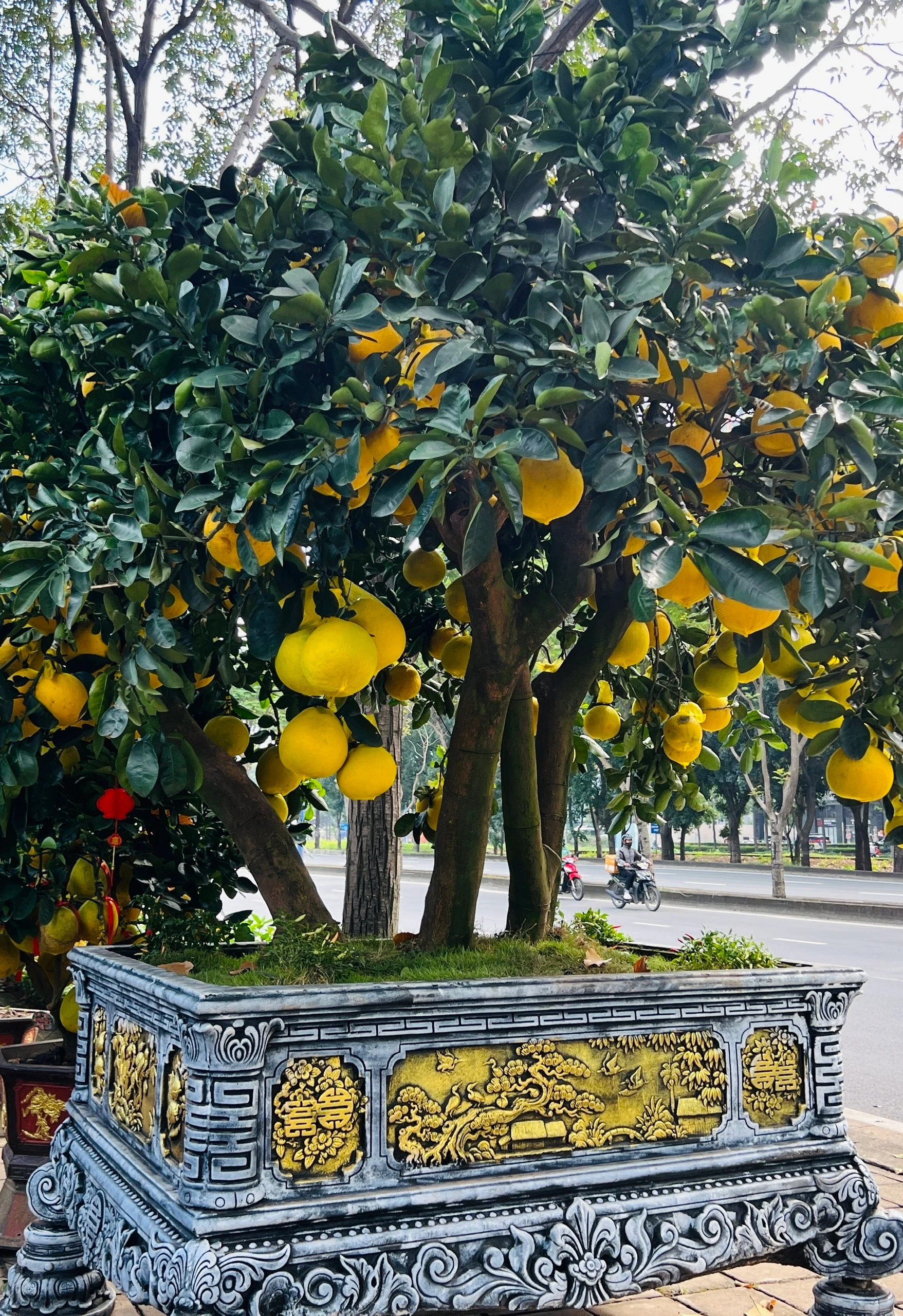 Để đưa được “siêu cây” này từ miền Bắc vào TP.HCM, nhà vườn phải dùng các cọc tre được dùng để đôn lưới giữa tán, đồng thời các ngọn cao được kéo áp sát vào thân cây bằng dây cố định và đưa lên xe. Khi đến nơi, dây được tháo ra, các cành tự bung trở lại, gần như không ảnh hưởng đến dáng cây ban đầu.