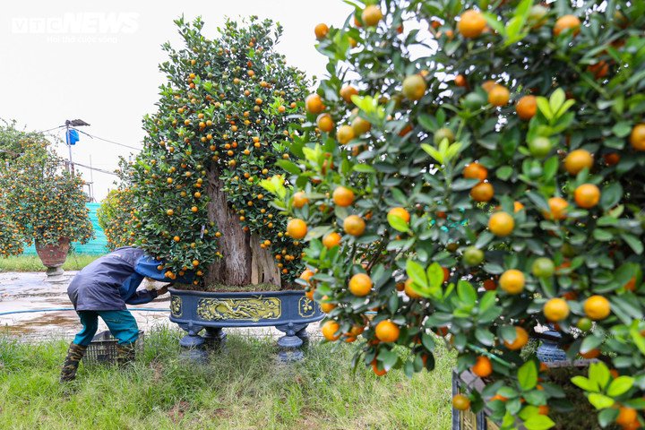 Theo một chủ vườn, quất gỗ lũa – thường được giới chơi cây gọi là “quất nhà giàu” – là dòng cây cảnh kết hợp giữa quất cảnh và phần gốc gỗ lũa tự nhiên. Các thân gỗ lũa được tuyển chọn kỹ lưỡng, tạo hình công phu với nhiều dáng thế độc đáo.