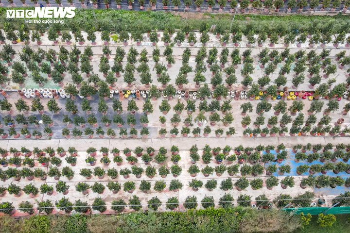 Bên cạnh quất truyền thống, vài năm trở lại đây, quất gỗ lũa nổi lên như dòng sản phẩm độc đáo, tạo dấu ấn riêng trên thị trường Tết nhờ dáng thế lạ mắt và giá trị kinh tế cao.