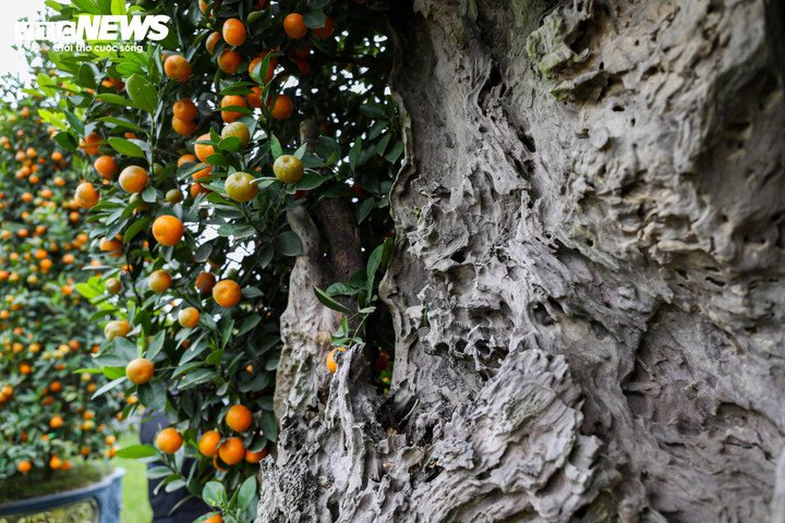 Những khối gỗ lũa xù xì, mộc mạc, uốn lượn theo các thế long – phụng, thác đổ, trực – hoành, toát lên vẻ cổ kính, được ghép khéo léo cùng thân quất khỏe mạnh, quả sai tròn đều, vàng óng, lá xanh bóng. Sự tương phản giữa nét già nua của gỗ lũa và sức sống căng tràn của cây quất tạo nên tổng thể hài hòa, giàu giá trị nghệ thuật.