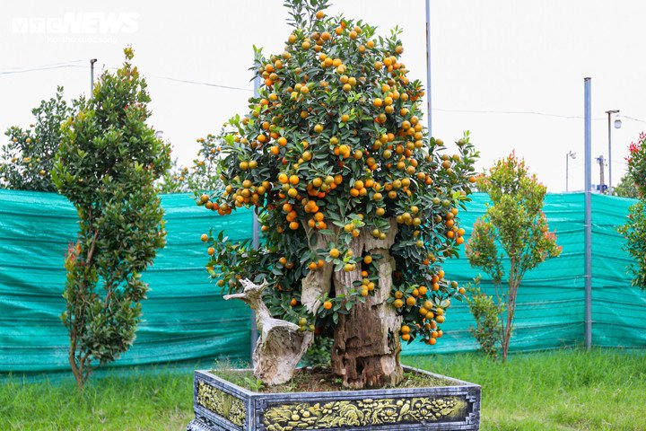 Lý giải việc quất gỗ lũa có giá cao hơn quất truyền thống, chủ vườn cho biết, để hoàn thiện một cây quất gỗ lũa phải mất nhiều năm. Gỗ lũa được tuyển chọn, xử lý chống mối mọt, sau đó tạo dáng phù hợp. Việc ghép quất lên gỗ đòi hỏi kỹ thuật cao để cây sinh trưởng ổn định, cho quả đều, đẹp đúng dịp Tết.