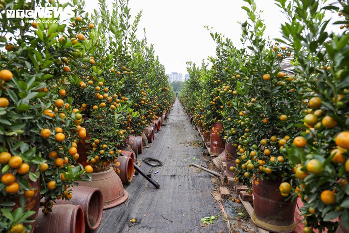 Không chỉ quất gỗ lũa, nhiều dòng quất khác tại làng Tứ Liên cũng đã được lên chậu, chuẩn bị xuất vườn. Người dân tất bật chăm sóc, vận chuyển quất phục vụ mùa cao điểm.