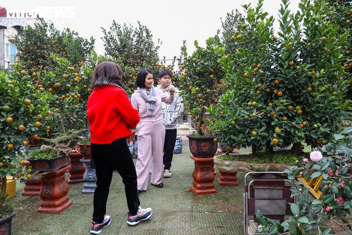 Dù Tết còn chưa cận kề, song nhiều khách hàng đã tìm đến các nhà vườn để đặt cọc, lựa chọn cây ưng ý từ sớm.