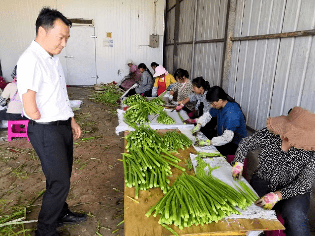 Chu Tự Linh thành công với mô hình trồng và tiêu thụ rau tiến vua.