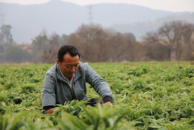 Hợp tác xã của Chu Tự Linh ngày càng thu hút nhiều người trẻ tham gia