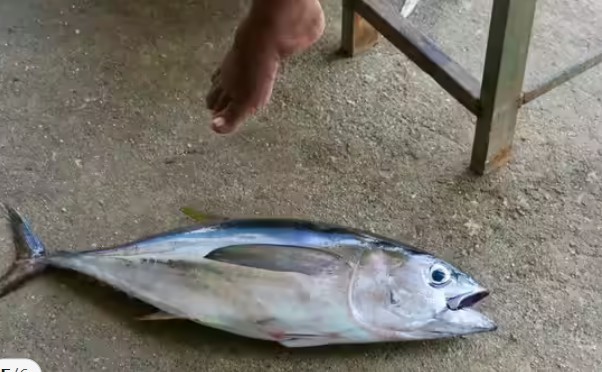 Cá ngừ vây xanh&nbsp;có thể được bán đấu giá với giá hàng triệu USD và được đánh giá cao trong chế biến sushi. Món ăn này chứa nhiều protein chất lượng cao, axit béo omega-3, vitamin B12, selen và sắt, hỗ trợ sức khỏe tim mạch, não bộ và hệ miễn dịch...&nbsp; Lớp mỡ vân cẩm thạch tạo nên kết cấu mềm mịn như bơ, khiến nó trở thành một trong những loại cá đắt nhất thế giới.