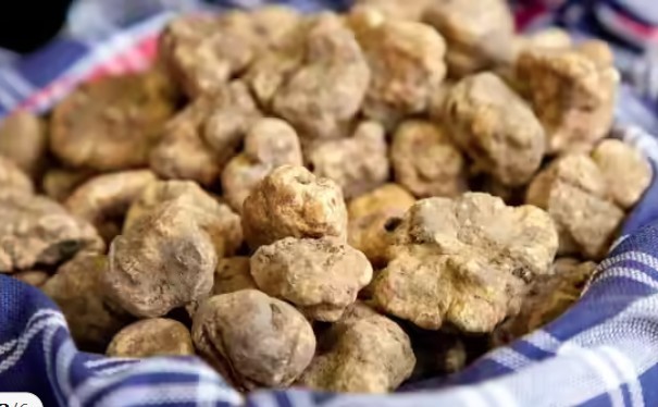 Nấm cục trắng&nbsp;là một trong những loại nấm quý hiếm nhất thế giới. Giá của loại thực phẩm này có giá hàng ngàn USD mỗi pound. Nấm cục trắng mọc tự nhiên và vô cùng khan hiếm.