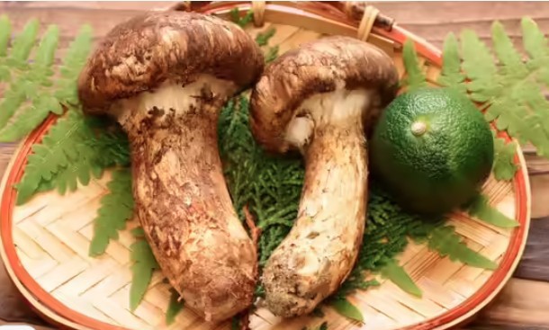 Nấm Matsutake&nbsp;được đánh giá rất cao bởi nó có hương thơm đậm đà, kết cấu chắc chắn và ý nghĩa văn hóa trong ẩm thực Nhật Bản. Loại nấm này vô cùng quý hiếm do không thể trồng trọt và sự suy giảm môi trường sống tự nhiên.