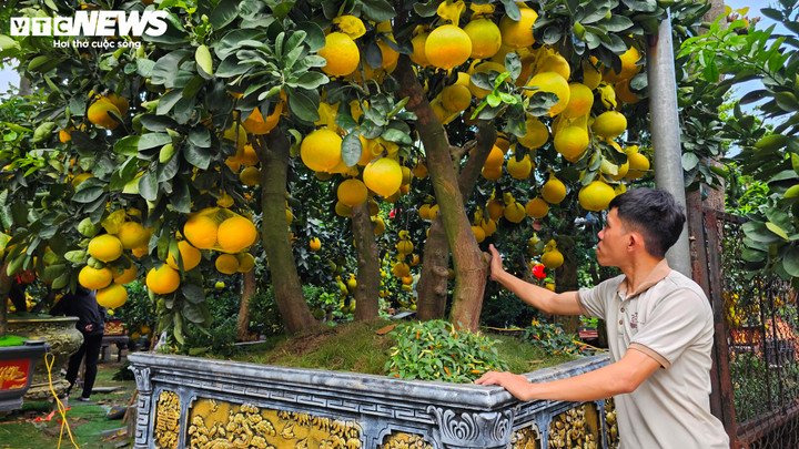 Chậu bưởi Diễn size cực đại đang được trưng bày tại nhà vườn Thanh Giang (đường Mai Chí Thọ, phường Bình Trưng, TP.HCM) gây choáng ngợp với mức giá lên tới 150 triệu đồng. Theo anh Cao Quang Hà (chủ vườn), đây là một trong những chậu bưởi hiếm nhất từng được vận chuyển vào TP.HCM dịp Tết.