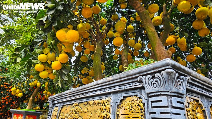 Nhà vườn nhấn mạnh đây là bưởi hạt, gieo trồng từ hạt giống tự nhiên nên thân cây phát triển theo dáng “một cốt”, tức thân thẳng, trực diện từ gốc lên ngọn. Theo quan niệm chơi kiểng truyền thống, dáng cây này tượng trưng cho người quân tử, sự ngay thẳng và bền bỉ, vì vậy được nhiều khách hàng ở TP.HCM sẵn sàng trả giá cao hơn so với bưởi chiết cành.