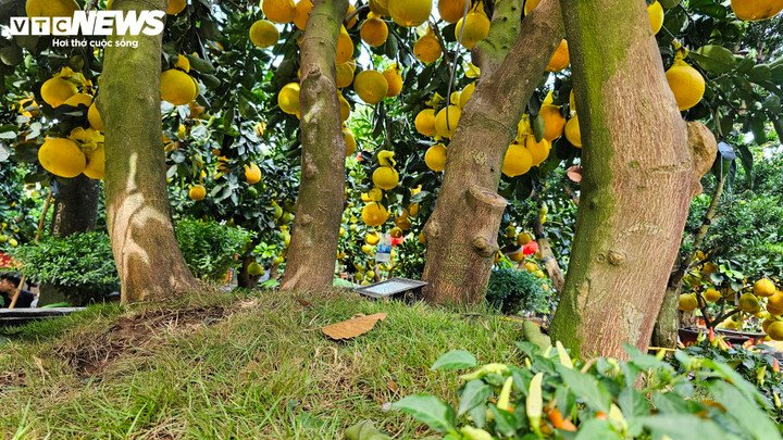 Điểm đặc biệt của chậu bưởi Diễn này nằm ở cấu trúc “độc nhất vô nhị”: không phải một cây đơn lẻ mà là bốn cây bưởi gieo từ hạt, mọc sát nhau từ khi còn rất nhỏ. Theo nhà vườn, các cây không hề ghép mà phát triển tự nhiên, dính liền thành một khối thống nhất. Cách trồng này tạo nên dáng cây khỏe khoắn, liền mạch, khác biệt hoàn toàn so với các chậu bưởi ghép cành phổ biến trên thị trường hiện nay.