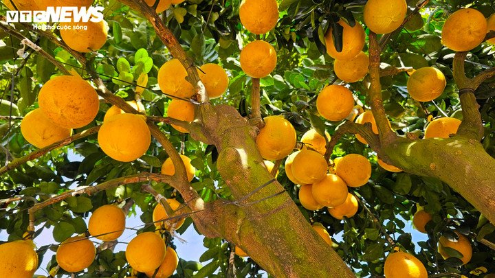 Một trong những yếu tố khiến khách hàng sẵn sàng chi hàng trăm triệu đồng là độ bền vượt trội của cây bưởi Diễn. Nhà vườn cam kết cây có thể chơi được trên 7 tháng, kéo dài đến tận tháng 7, tháng 8 năm sau.