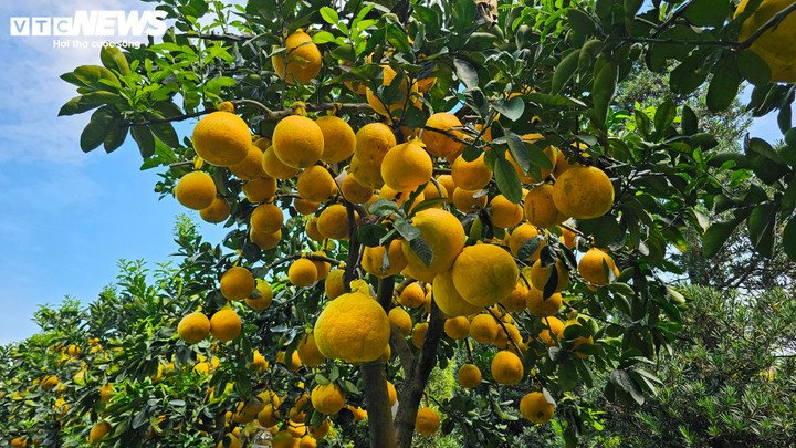 Khi được đưa từ khí hậu mát mẻ miền Bắc vào cái nóng của TP.HCM, cây bưởi dễ gặp tình trạng sốc nhiệt, cháy lá. Để khắc phục, nhà vườn phải tưới nước thường xuyên, bổ sung phân bón và dưỡng chất nhằm giữ ẩm, giúp lá bóng mượt và kích thích cây bung lộc non. Theo dự kiến, lộc non sẽ trổ bông vào khoảng ngày 18-20 tháng Chạp, góp phần duy trì sức sống cho cây trong suốt mùa Tết.