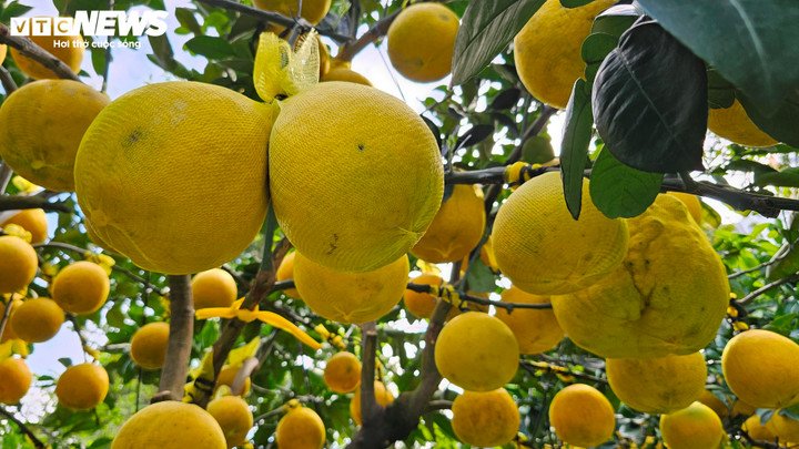 Nhà vườn khẳng định không sử dụng hóa chất làm đẹp trái, bởi bưởi Diễn rất nhạy thuốc, chỉ cần phun là cuống cháy và trái rụng sạch sau vài ngày. Điều này giúp người chơi hoàn toàn yên tâm khi sử dụng.