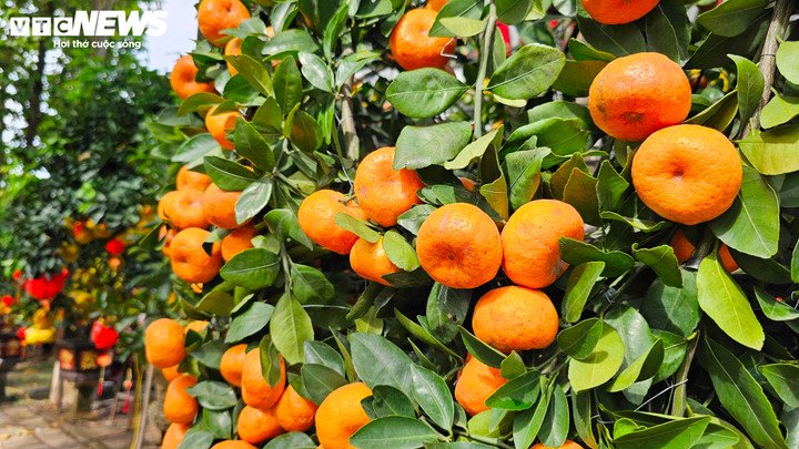 Về giá cả, quýt chu sa tại miền Bắc có giá khoảng 35-40 triệu đồng/cặp, nhưng khi vận chuyển vào TP.HCM, mức giá tăng lên 55 - 60 triệu đồng do chi phí vận chuyển cao và rủi ro rụng trái lớn. Tuy nhiên, độ bền của quýt không bằng bưởi, chỉ trưng được đến khoảng tháng 2 hoặc tháng 3 Âm lịch. Đây cũng là lý do người tiêu dùng phía Nam vẫn ưu tiên bưởi Diễn – loại cây có thể chơi lâu, bền dáng và ít rủi ro hơn.