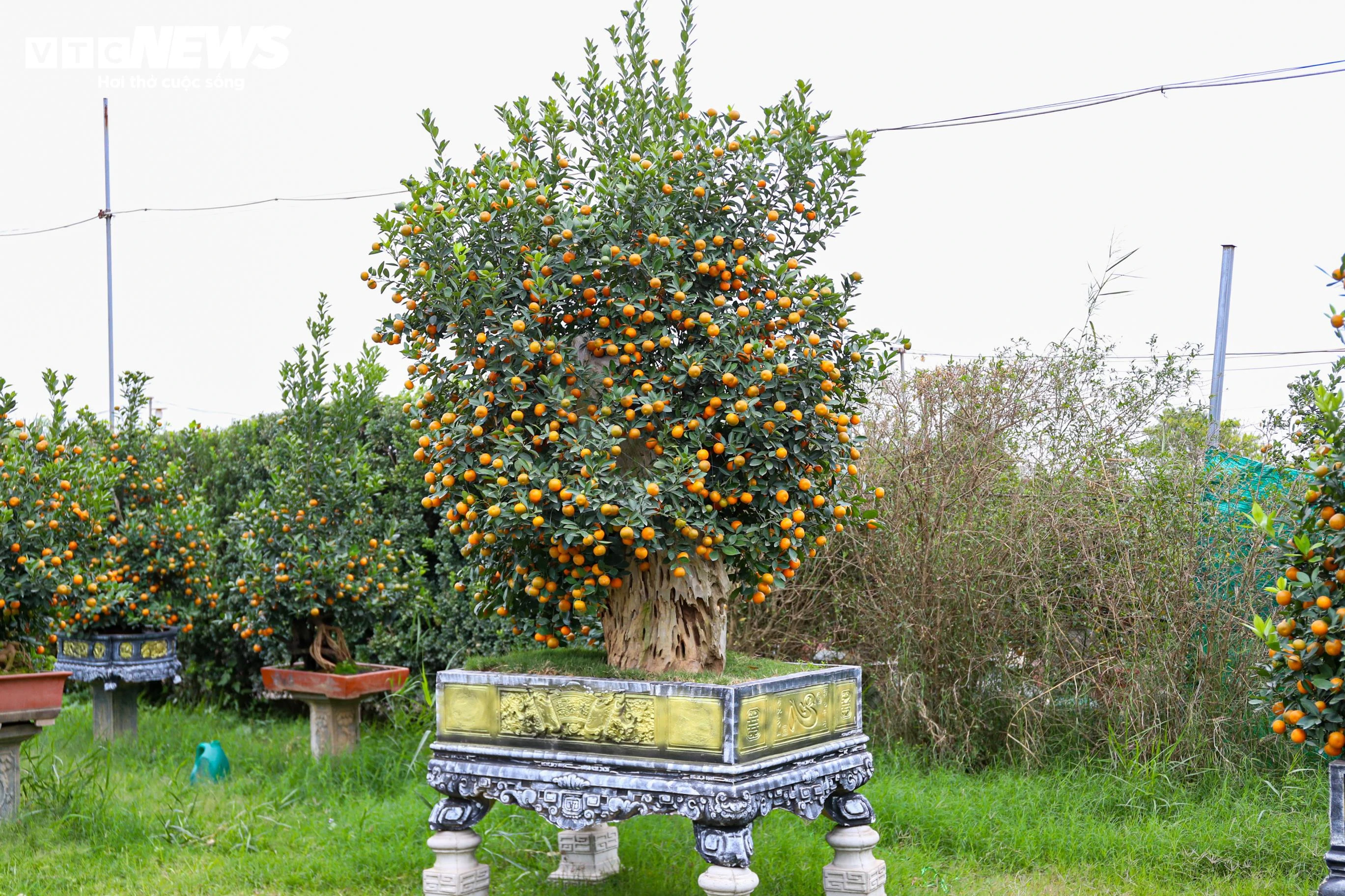 Mục sở thị quất 'nhà giàu' giá chục triệu đồng sẵn sàng xuống phố - 7