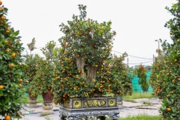 Mục sở thị quất 'nhà giàu' giá chục triệu đồng sẵn sàng xuống phố